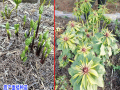政企聯(lián)合打造萬畝中藥材實(shí)現(xiàn)了脫貧致富圖1