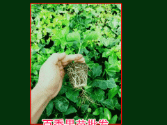 百香果,又叫雞蛋果、愛(ài)情果_云南文山報(bào)價(jià)中心圖2