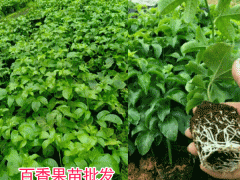 百香果,又叫雞蛋果、愛(ài)情果_云南文山報(bào)價(jià)中心圖3