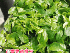 今日云南百香果多少錢一斤?圖2