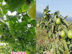 今日云南百香果多少錢一斤?圖3