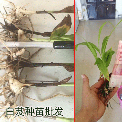 廣東,廣西,云南,四川白芨種苗出售(附圖)_白芨種植?；厥? onmouseover=