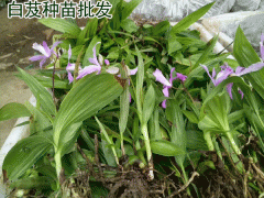 適合區(qū)域廣東,廣西,云南,四川白芨苗多少錢一株?圖2