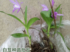 適合區(qū)域廣東,廣西,云南,四川白芨苗多少錢一株?圖3
