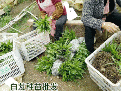 白芨要怎么種植_白芨種苗批發(fā)市場云南百花中藥材種植有限公司圖1