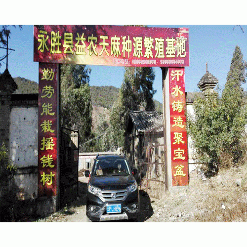 天麻種植如何防治螻蛤、蠐螬、白螞蟻
