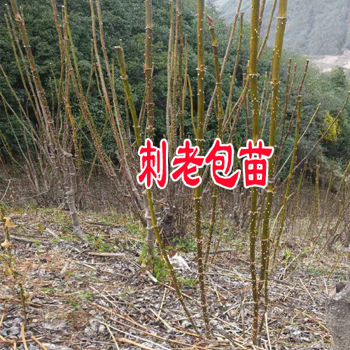 刺嫩芽(刺老包)一畝經(jīng)濟(jì)收入在多少?