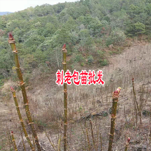云南產(chǎn)地刺老包苗_刺老包樹(shù)苗種植怎么樣