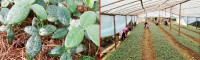 桂花、重樓、山豆根供應(yīng)廠家