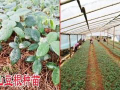 貴陽山豆根種苗多少錢一株來電咨詢圖1