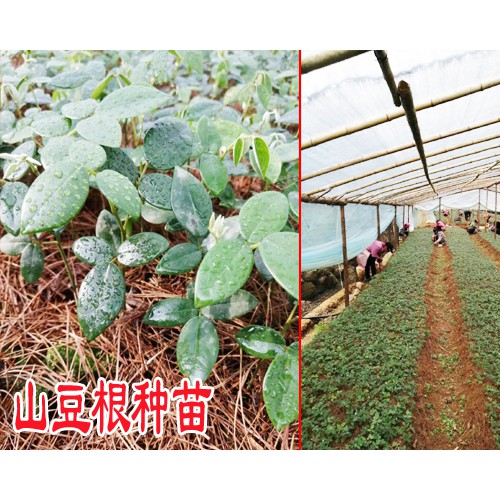 貴陽(yáng)山豆根種苗多少錢一株來(lái)電咨詢