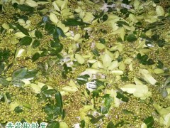 農(nóng)戶儲存鮮青花椒方法不防試試圖1