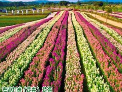 哪些品種花卉價格高_免費設(shè)計圖3