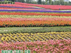 花海品種花卉這幾點很重要圖1