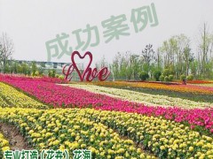 花海品種花卉這幾點很重要圖3