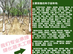 皇竹草用途與特點(diǎn)圖1