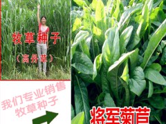 一畝蘇丹草種子產(chǎn)量在多少?圖1