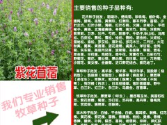 高粱和蘇丹草新鮮產(chǎn)量6000-10000kg圖1