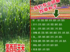 種植兩畝墨西哥玉米草可以養(yǎng)殖羊100只左右圖1