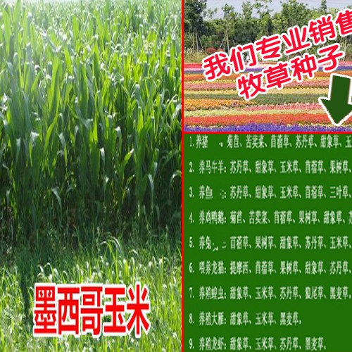 甜高粱種植優(yōu)勢_株高能達(dá)到多少?