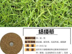 高羊茅、黑麥草、紫羊茅_一畝地需要多少種子圖2