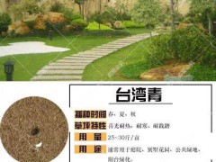 高羊茅、黑麥草、紫羊茅_一畝地需要多少種子圖3