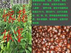 板栗苗多少錢(qián)一棵圖1