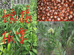 板栗苗多少錢(qián)一棵圖2