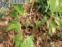 板栗苗多少錢(qián)一棵圖3