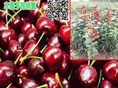 車?yán)遄臃N植有哪些條件?圖1