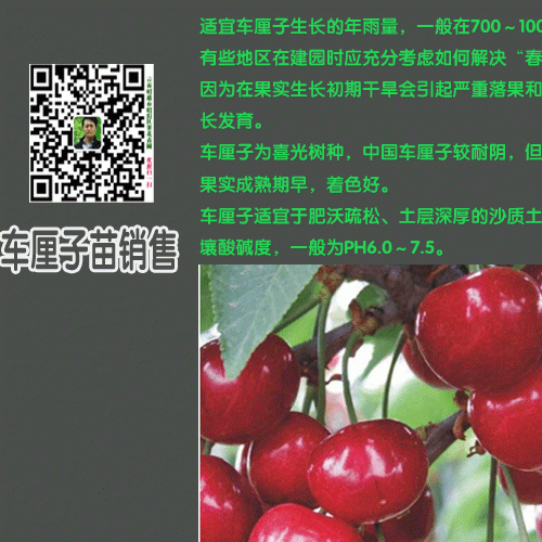 車?yán)遄訕?shù)苗的繁殖方法