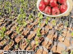 山楂苗批發(fā)價格_山楂苗幾年結(jié)果圖2