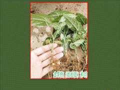 地苦膽(又叫金果攬)種苗，白芨種苗，黃精種苗圖3