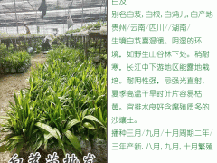 今年白芨多少錢一斤?圖1