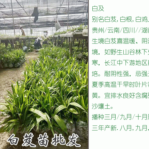 今年白芨多少錢(qián)一斤?