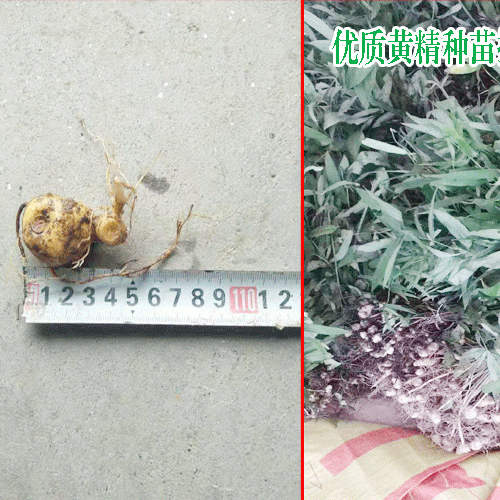 懷化哪里有黃精苗買(mǎi)_黃精苗怎么種植