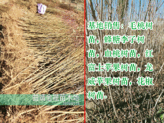 永青一號_云南曲靖花椒苗價格_馬龍花椒苗供應廠家圖2