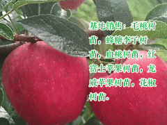 永青一號_云南曲靖花椒苗價格_馬龍花椒苗供應廠家圖3