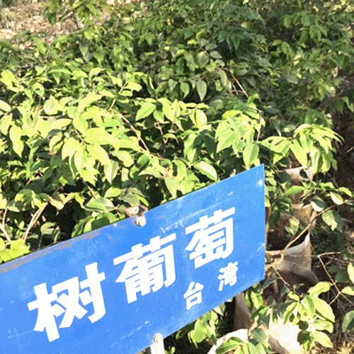 臺(tái)灣樹(shù)葡萄哪里有苗?_臺(tái)灣樹(shù)葡萄多少錢一顆