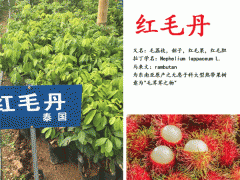 泰國紅毛舟種植條件_云南泰國紅毛舟苗供應(yīng)商圖1