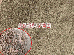 金鐵鎖（獨(dú)丁子）小草烏,黃草烏,附子,當(dāng)歸,黃芪多少一公斤圖2