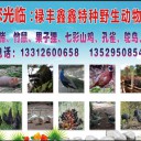 祿豐鑫鑫特種野生動物養(yǎng)殖場