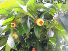泰國山竹苗多少錢一棵_山竹苗適合哪里種植圖1