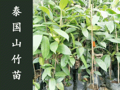 泰國山竹苗多少錢一棵_山竹苗適合哪里種植圖2