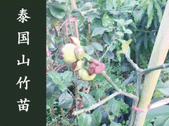 泰國山竹苗多少錢一棵_山竹苗適合哪里種植圖3