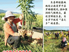 今日云南羅平干姜塊價(jià)_云南羅平干姜價(jià)格走勢圖1