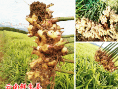 生姜的栽培條件_云南干姜今日行情走勢(shì)圖2