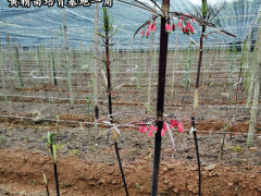 興義種植農(nóng)民專業(yè)合作社黃精種苗出售圖2