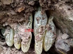 云南土蜂蜜_純土蜂蜜_景洪土蜂蜜_蜂蜜_土蜂蜜圖1