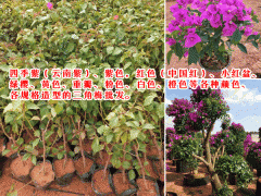 求購三角梅_三角梅小苗價(jià)格-芊蕁三角梅基地圖1